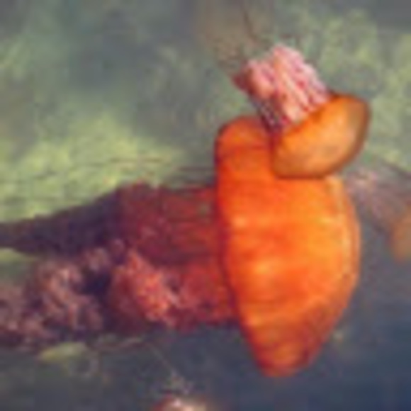 scubamado